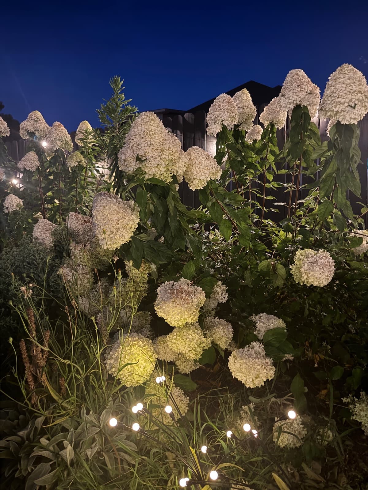 White hydrangeas illuminated by garden lights