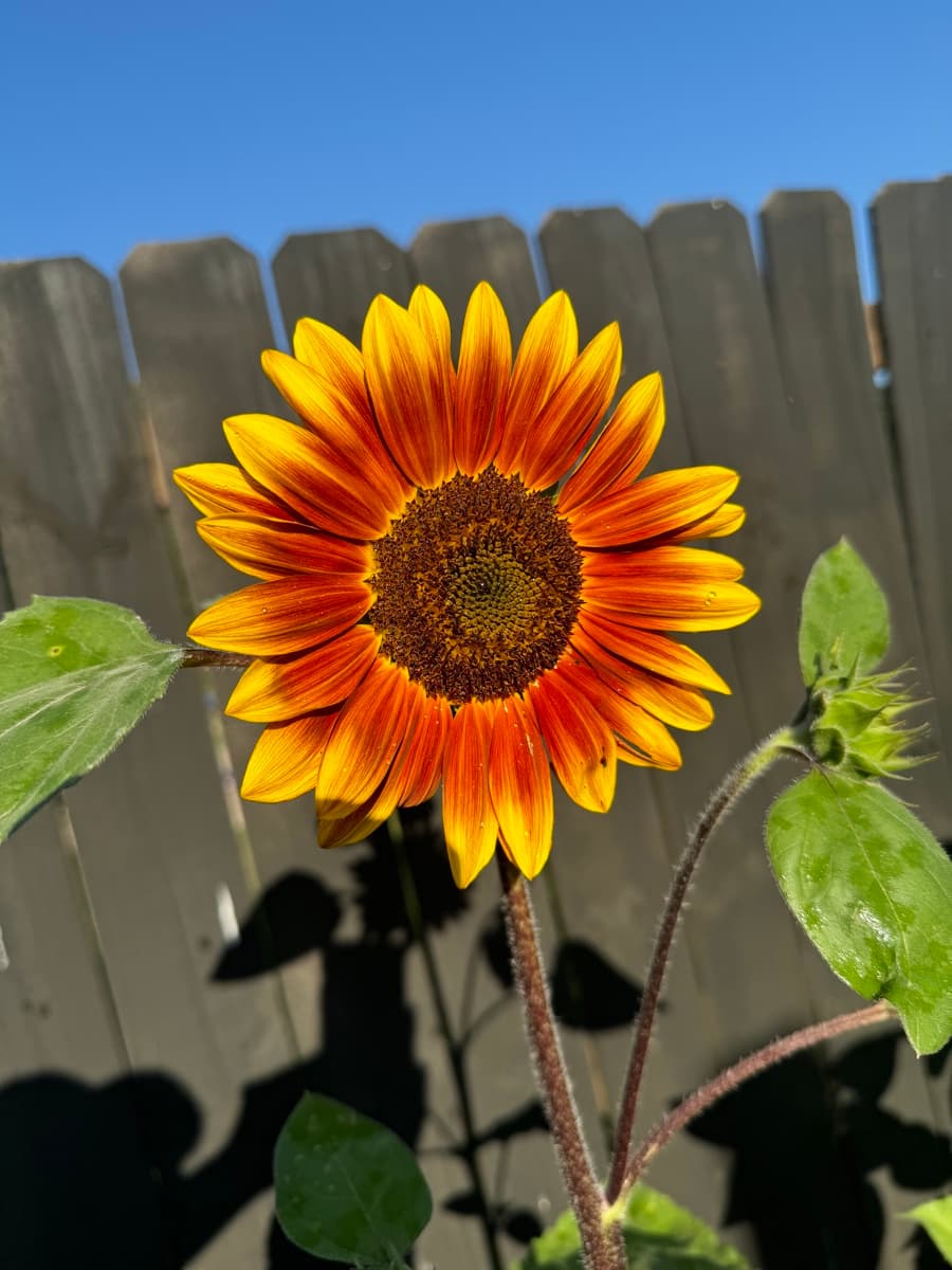 Stunning orange sunflower against blue sky