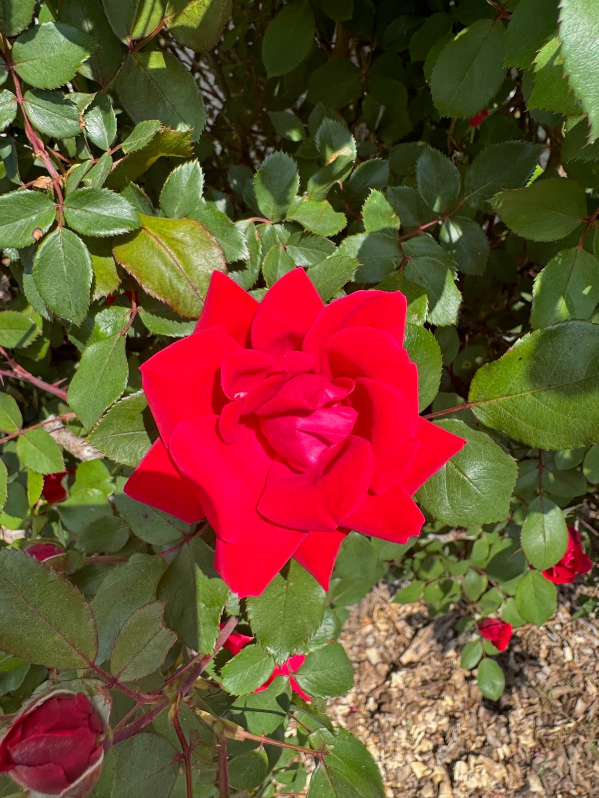 Vibrant red rose in bloom