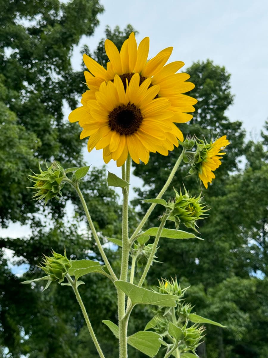 Yellow sunflower with emerging buds