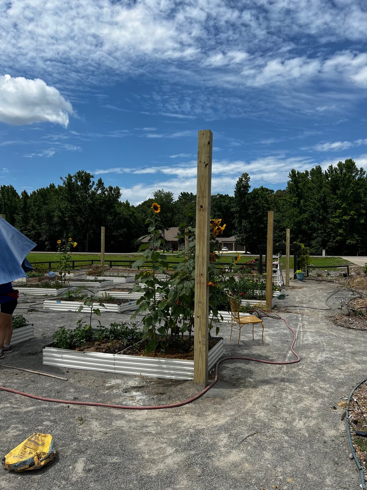 The farm coming together with sunflowers starting to grow