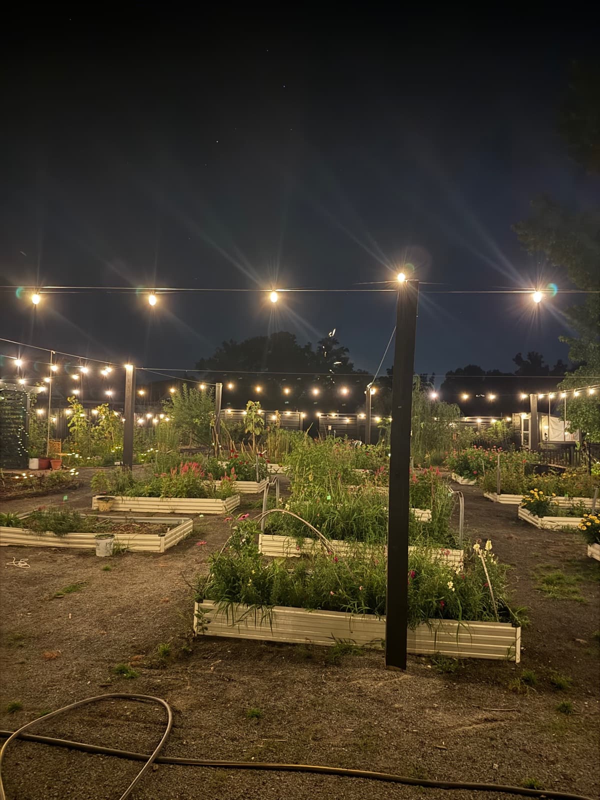 Raised flower beds at night with string lights