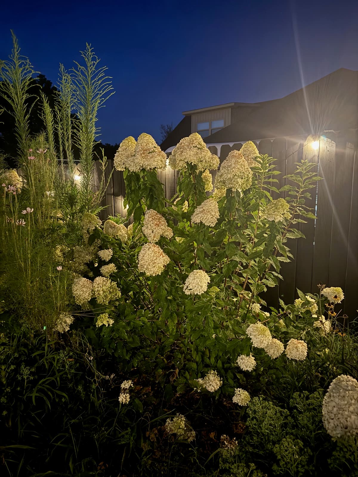 Limelight hydrangeas blooming at night